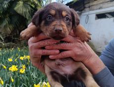 Щенки в добрые руки)