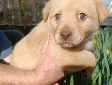 Щенки в добрые руки)