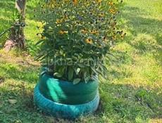 Срочно 🔥🔥🔥