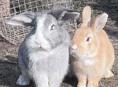 Декоративные кролики 