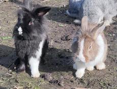 Декоративные кролики 
