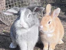Декоративные кролики 
