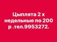 Продаю 2х недельные по 200 р