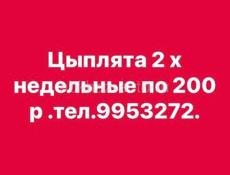 Продаю 2х недельные по 200 р