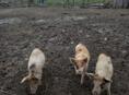 Продаю поросят 