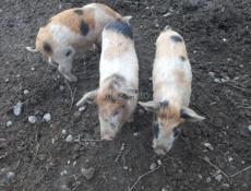 Продаю поросят 