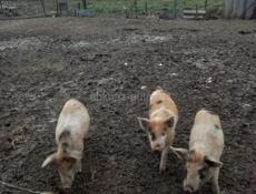 Продаю поросят 