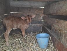 Телёнок. Бычок