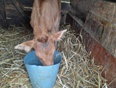 Телёнок. Бычок