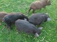 Поросята 