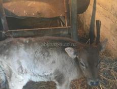 2 месяцев телка кушает все от хороший породы 