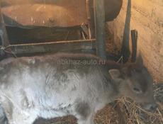 2 месяцев телка кушает все от хороший породы 