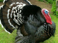Индейка 