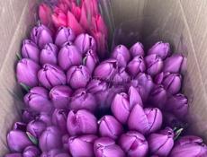 Хорошие свежие тюльпаны
