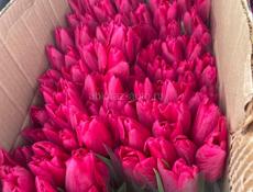 Хорошие свежие тюльпаны