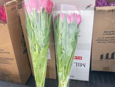 Хорошие свежие тюльпаны