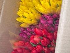 Хорошие свежие тюльпаны