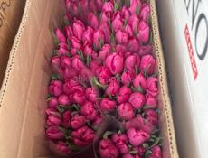 Хорошие свежие тюльпаны