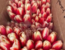 Хорошие свежие тюльпаны