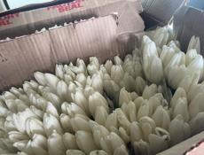 Хорошие свежие тюльпаны