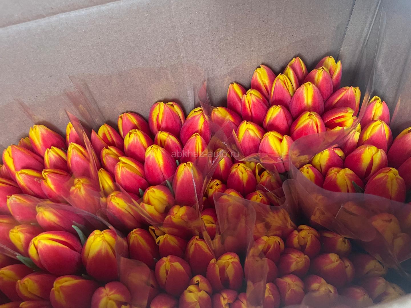 Хорошие свежие тюльпаны