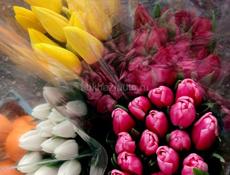 Продаю тюльпаны оптом