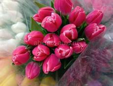 Продаю тюльпаны оптом