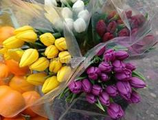 Продаю тюльпаны оптом
