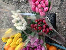 Продаю тюльпаны оптом