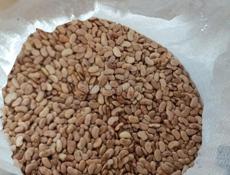 Фасоль местная домашняя