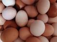 Яйцо домашнее 