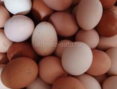 Яйцо домашнее 