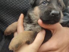 Немецкая овчарка