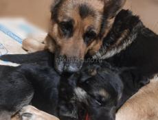 Немецкая овчарка