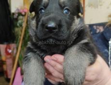 Немецкая овчарка