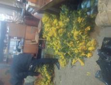 Куплю мимозу срочно