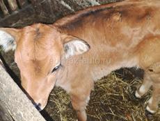 Телёнок тёлка