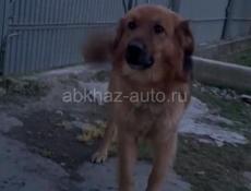 Отдам в добрые руки 