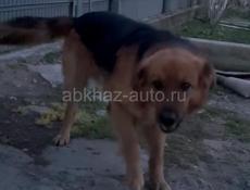 Отдам в добрые руки 