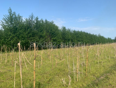 Сдам поле в аренду