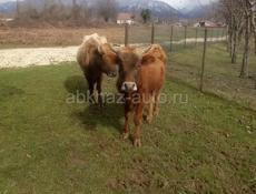 Бык и корова 