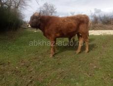 Бык и корова 