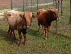 Бык и корова 