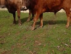 Бык и корова 