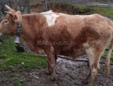 Бык на продажу