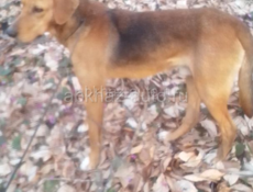 Пропали хабю