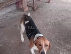 Пропали хабю