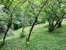 Земля рядом с Горячим источником 