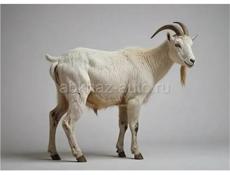 Козы,Буйволы продажа 