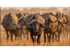 Козы,Буйволы продажа 